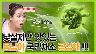 [6시내고향-창원] 낯설지만 맛있는 동남아 국민채소 공심채!!! - 경남 함안 (2019.07.18,목)