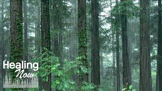 숲이 전해주는 상쾌함과 시원한 빗소리 ASMR, 스트레스 해소, 불면증 끝 숙면을 위한 백색소음