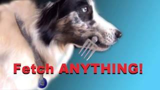 Teach your dog to FETCH