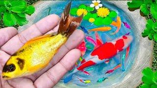 Serok ikan hias warna-warni, ikan koi hias, ikan mas koki, ikan gurami, ikan komet, kura-kura brazil