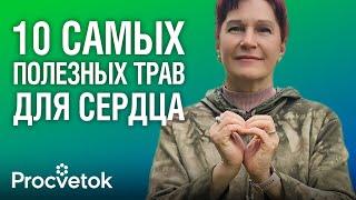 УКРЕПЯТ СЕРДЦЕ И СОСУДЫ! Какие травы сохранят здоровье сердечно-сосудистой системы?
