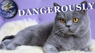 The most Dangerous breeds of cats in the World