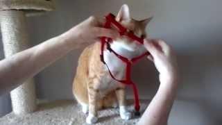 Oszi felveszi a hámot - How to put a Harness on a Cat