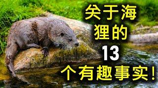 关于海狸的 13 个有趣事实！