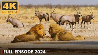 WILD AFRICA | Battle for Survival in Predator Territory  |  Nature Animal Documentary