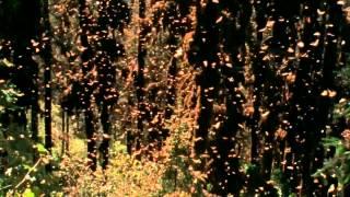 Monarch butterflies amazing migration to Mexico