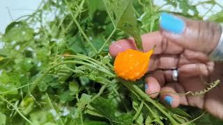 Jamaican Cerasee - Bitter gourd/Melon - Superfood or Nuisance weed? Shout out to @EarthsMedicine