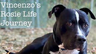 Vincenzo’s Rosie Life Journey