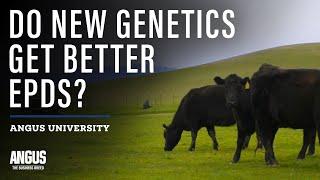 Do NEW Angus cows get better EPDs than OLD Angus cows? EXPECTED PROGENY DIFFERENCE