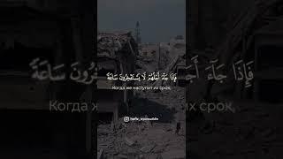 Им дана отсрочка до назначенного срока…Сура «Ан-Нахл», аят 61.#коран #дуа #намаз #quran #ислам