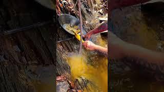 VA Gold Prospecting #goldprospecting #goldnugget #goldpanning #findinggold #oro #gold #goldrush #au