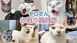 日本語をしゃべる猫チロさんのお喋り総集編！