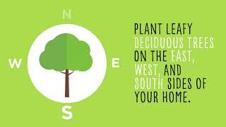 Plant Energy Savings