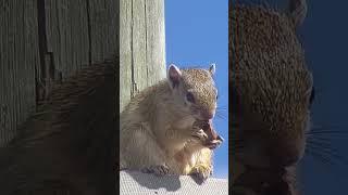 Munching On A Marula Nut | Ranger Reels