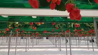 인천딸기체험농장 딸기의하루 Strawberry farm tour in KOREA