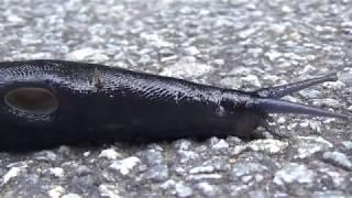 Black slug