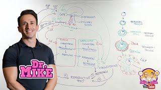 Hypothalamic Pituitary Ovarian Axis | Female Reproductive System