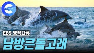 힐링 영상! 바다에서 마음껏 헤엄치는 제주도 '남방큰돌고래'  | 야생에 잘 적응하고 있는 '제돌이' [EBS 자연다큐] #우영우