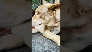 #dog #instagram #subscribe #youtubeshorts