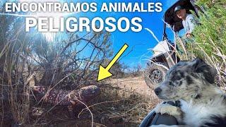 Nos Encontramos Con Algunos De Los Animales Peligrosos Del Desierto