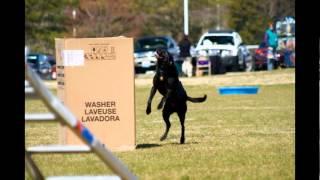 Hanover K-9 Hero's Day