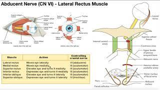 Cranial Nerve VI - Abducent Nerve | Origin, Structure, Pathway & Function