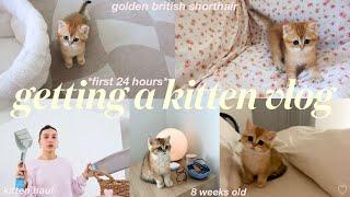 getting a KITTEN vlog *first 24 hours at home* british shorthair - kitten haul + what to buy