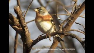 American Birding Podcast 01-02: The Big Big Year Episode