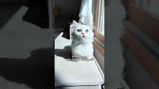 Each cat has their favorite human #shorts #cat #funny