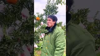 Michael Jackson imitation show BEAT IT in the orange forest