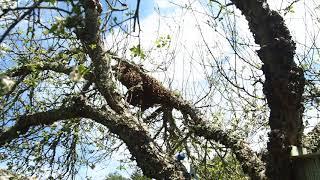 2 Bee Swarms in one tree in one day! PART 6- Paw moves the bees