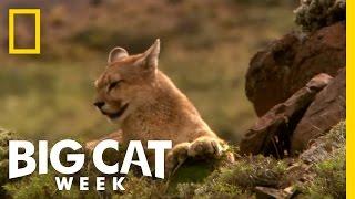 Becoming a Hunter | Puma! Elusive Hunter of the Andes