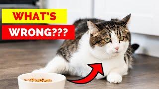 Why Your Cat Won’t Eat:  Vets Reveal 10 Possible Reasons