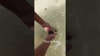 Encontramos a un púlpito Bebé #holbox #isla #mar #animales