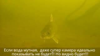 Судак в очень мутной воде на глубине...+