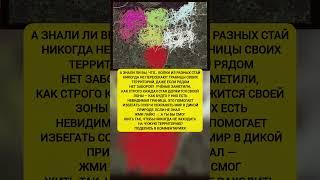  УДИВИТЕЛЬНАЯ ПРАВДА О ВОЛКАХ — как стаи строго соблюдают границы! интересные факты #история #факт