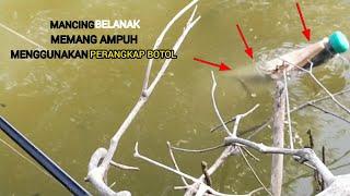 mancing belanak menggunakan perangkap botol memang ampuh|| auto panen,