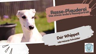 Rasse-Plauderei mit Melanie Schneider über den Whippet