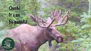 Three Alaska Bull Moose: We Found Boris! | MooseMan Video Photography Calendar