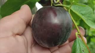 Гібрідна алича сорт Глобус (plum Globus). Плоди Гіганти. Урожай  2023 року