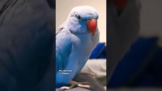 My cute little Peekoo #parrotspeak #parrot #peekaboo #birds #petbird #ringneckparrot