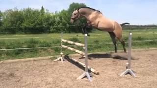 Lusitano 2 J. Isqueiro Steilsprung slowmo 5-15