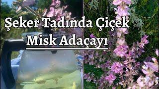 Misk Adaçayı ve Faydaları - Salvia sclarea