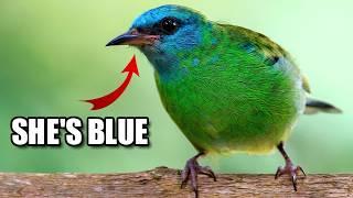 Dacnis Facts: Do YOU Know the DACNIS?!  Animal Fact Files