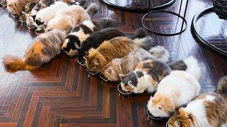 Een dag doorgebracht in een kattencafé in Tokio, Japan | Cat Cafe MOCHA SHibuya Center-gai Store