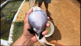 REDTAIL CATFISH eats something bigger than it's belly can take