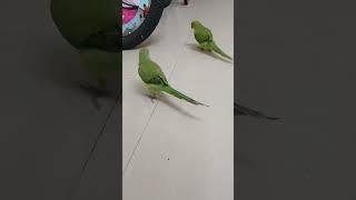 #myparrots #mitthu #parrotslover #cute #parrottalking