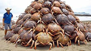 15 Most Dangerous Crustaceans In The World