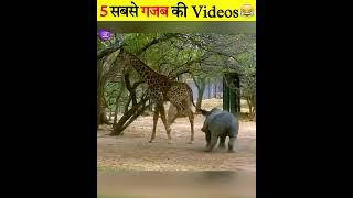 Animal Funny Moments  #shorts #funnyanimals