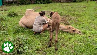 Sad mama camel realizes she and her baby are finally safe